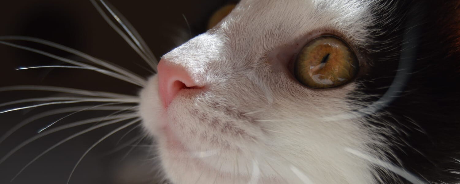 katze.jpg